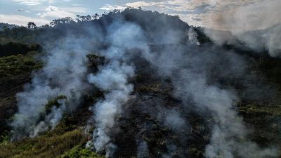 Vorig jaar flink minder Amazoneregenwoud afgebrand