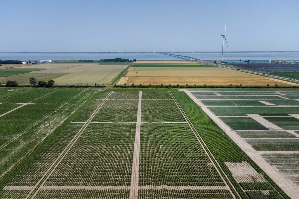 In Zeeland wordt de aardappel van de toekomst ontworpen
