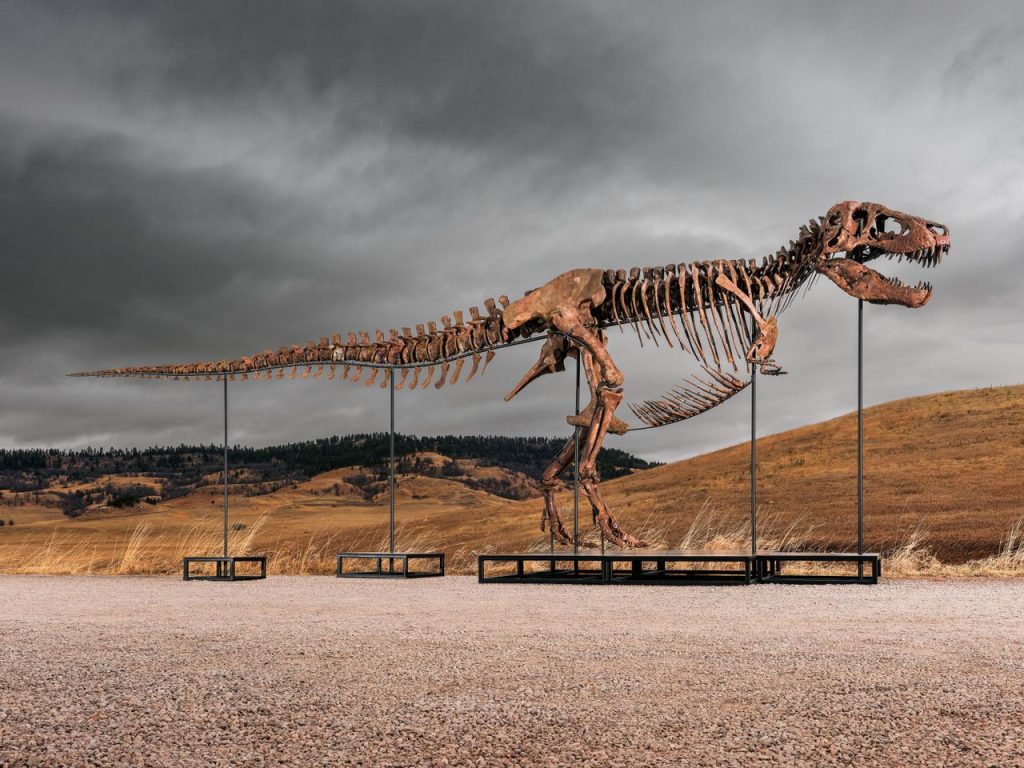 ‘Neem een grotere hap’, zegt de veilingmeester, waarna T. rex ‘Gus’ voor 44 miljoen euro wordt verkocht
