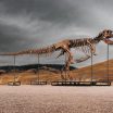 ‘Neem een grotere hap’, zegt de veilingmeester, waarna T. rex ‘Gus’ voor 44 miljoen euro wordt verkocht