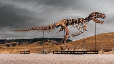 ‘Neem een grotere hap’, zegt de veilingmeester, waarna T. rex ‘Gus’ voor 44 miljoen euro wordt verkocht