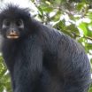 Nieuwe apensoort is een kalme bladereneter die leeft op grote hoogte in het woud van Congo