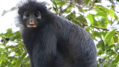 Nieuwe apensoort is een kalme bladereneter die leeft op grote hoogte in het woud van Congo