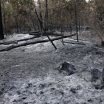 De natuurbrand in Fontainebleau is mogelijk door een brandweerman aangestoken. Wat maakt een brandstichter een pyromaan?