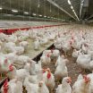Brabant erkent fouten in communicatie over intrekken vergunningen van boeren