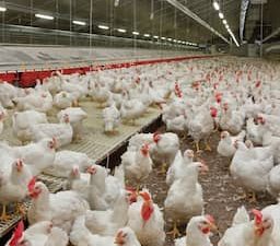 Brabant erkent fouten in communicatie over intrekken vergunningen van boeren