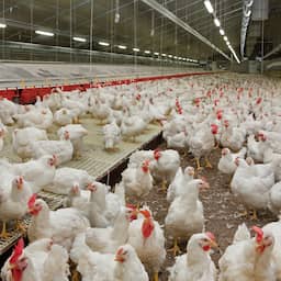 Brabant erkent fouten in communicatie over intrekken vergunningen van boeren