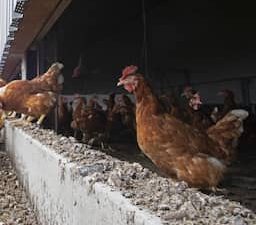 Brabant schort reces op voor debat over intrekken vergunningen pluimveeboeren