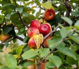 Minder Nederlandse appels in de schappen dit jaar, maar juist meer peren