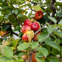 Minder Nederlandse appels in de schappen dit jaar, maar juist meer peren