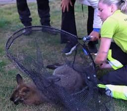 Video | Ontsnapte kangoeroe door politie verdoofd en gevangen in Middenmeer